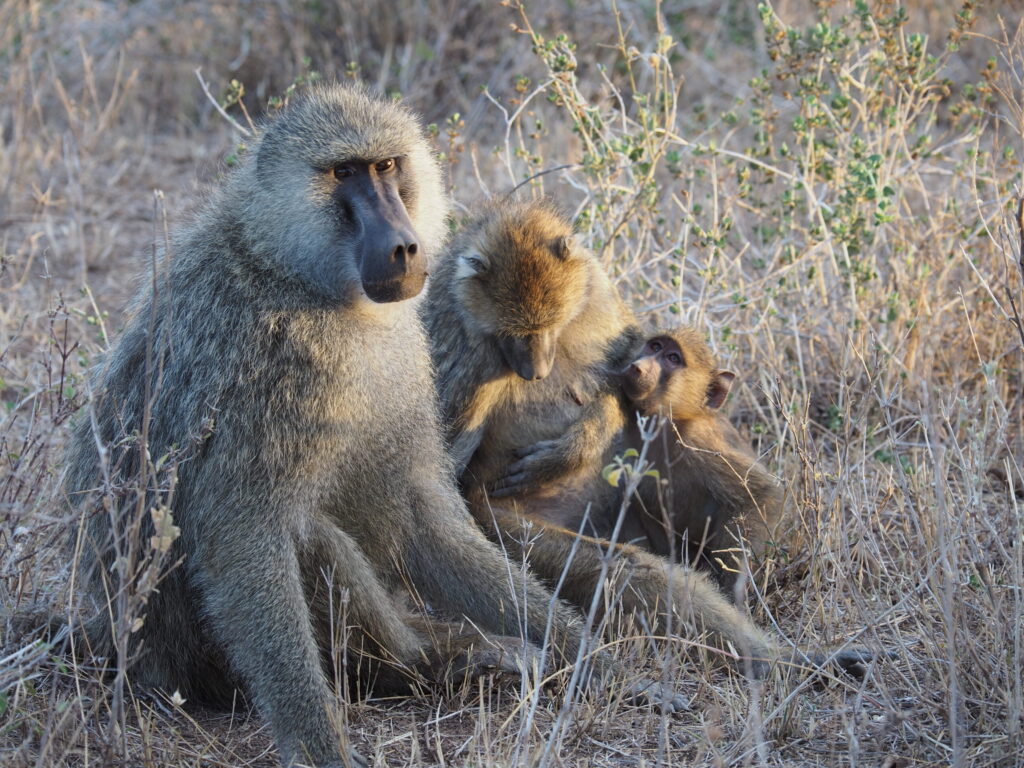 Duke Lemur Center | Primates Watching Primates - Seat of ...